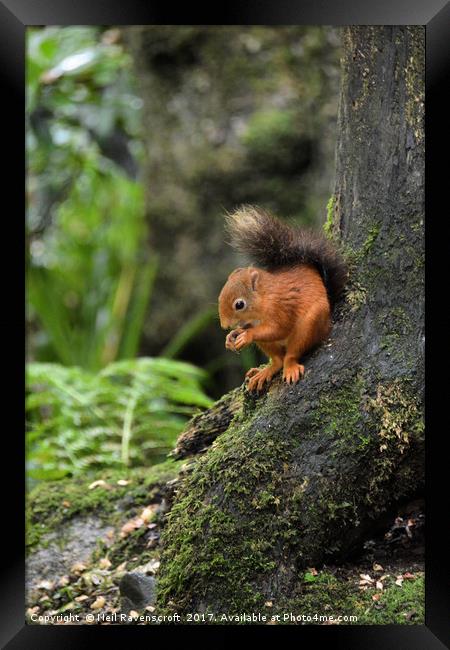 Red Squirrel  Framed Print by Neil Ravenscroft