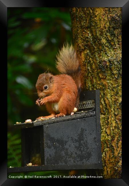 Red Squirrel 2 Framed Print by Neil Ravenscroft