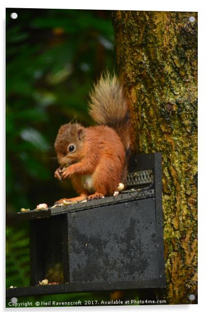 Red Squirrel 2 Acrylic by Neil Ravenscroft