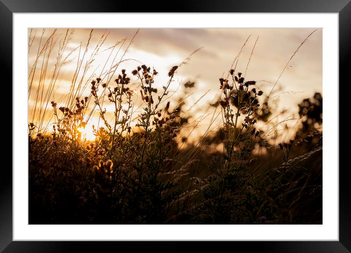 Sunset on Mersea Island Framed Mounted Print by Nick Sayce