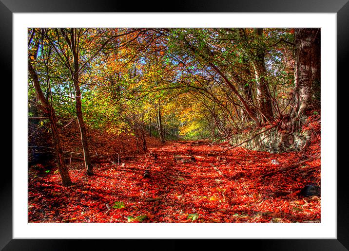 Autumn woodland Framed Mounted Print by Gavin Liddle