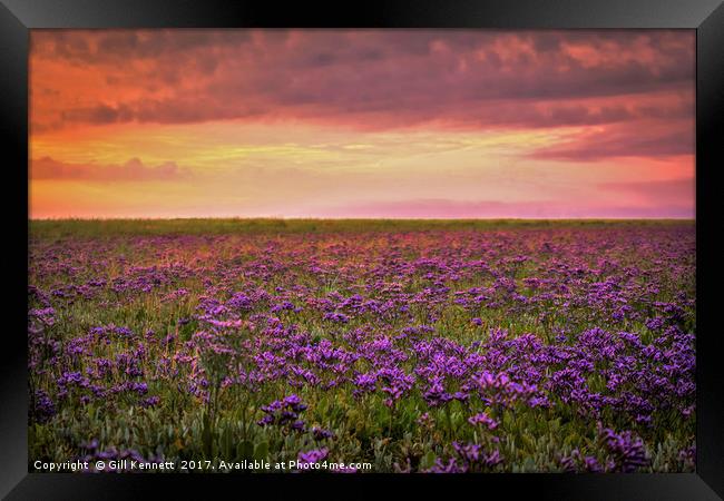 Sea Lavender Sunrise Framed Print by GILL KENNETT