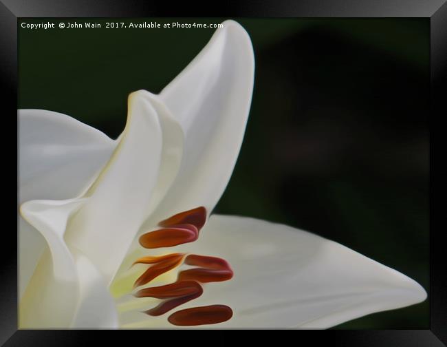 White Lily (Digital Art) Framed Print by John Wain