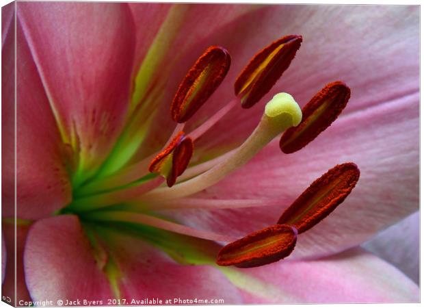 Pink Lillies Canvas Print by Jack Byers