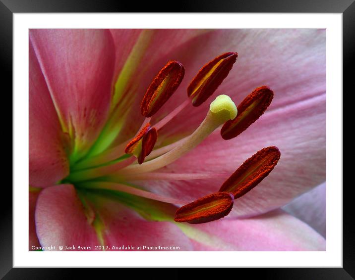 Pink Lillies Framed Mounted Print by Jack Byers