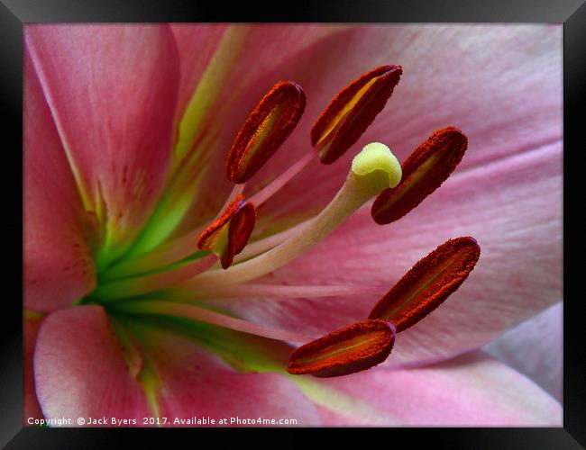 Pink Lillies Framed Print by Jack Byers