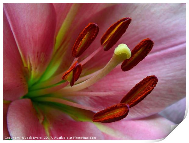 Pink Lillies Print by Jack Byers