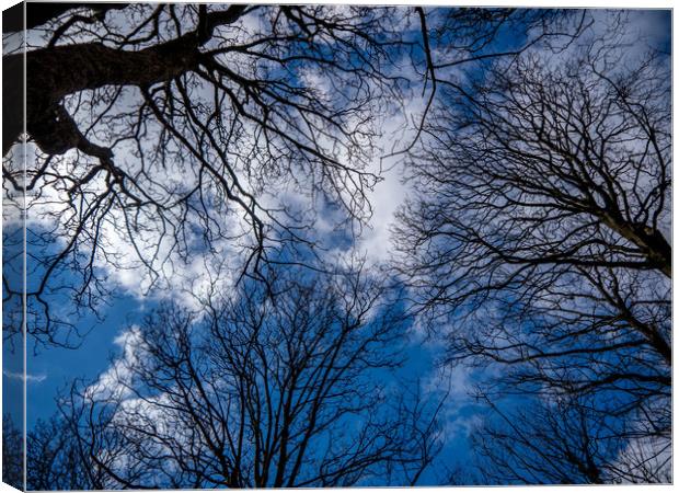 Woodland Sky Canvas Print by Jon Rendle