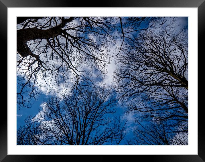 Woodland Sky Framed Mounted Print by Jon Rendle