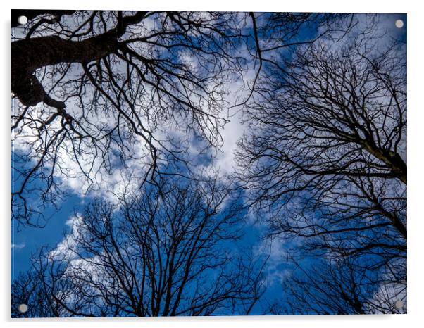 Woodland Sky Acrylic by Jon Rendle