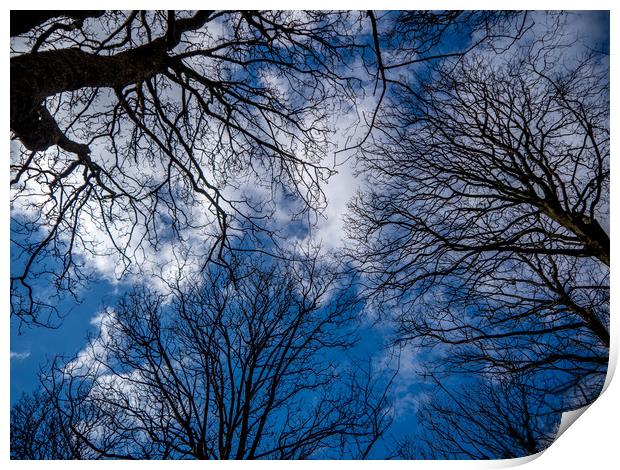 Woodland Sky Print by Jon Rendle