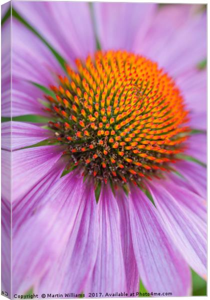 Echinacea coneflower close-up Canvas Print by Martin Williams