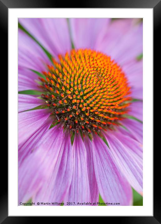Echinacea coneflower close-up Framed Mounted Print by Martin Williams