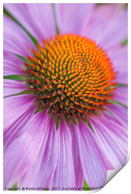 Echinacea coneflower close-up Print by Martin Williams