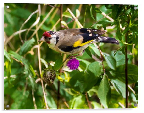 Goldfinch Feeding on Seeds. Acrylic by Colin Allen