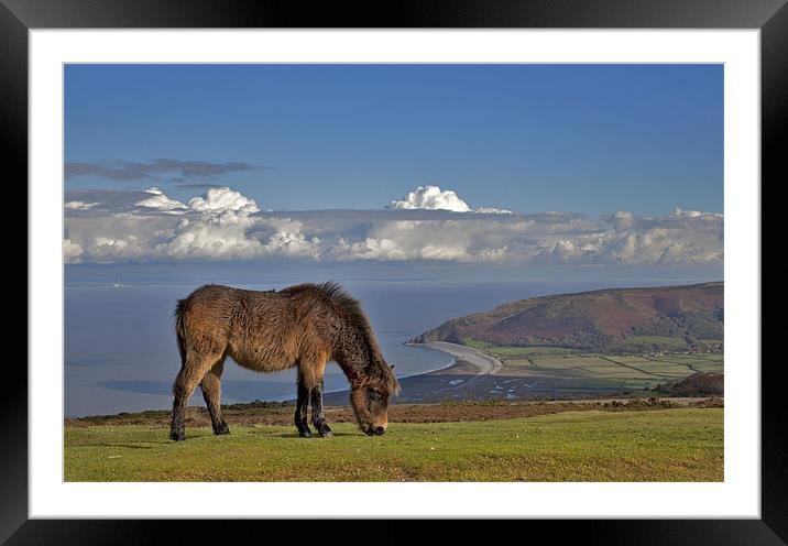 Majestic Exmoor Pony on Scenic Somerset Moor Framed Mounted Print by Mike Gorton