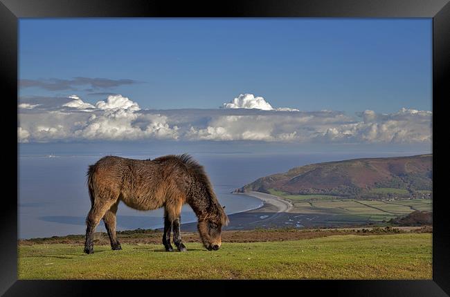 Majestic Exmoor Pony on Scenic Somerset Moor Framed Print by Mike Gorton