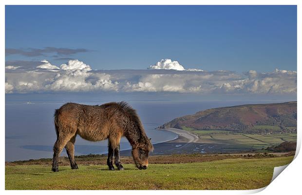 Majestic Exmoor Pony on Scenic Somerset Moor Print by Mike Gorton