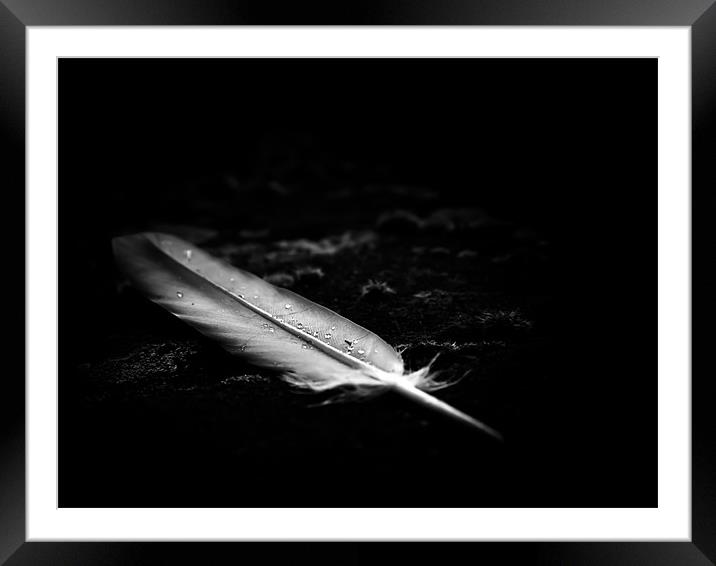 Urban Feather Framed Mounted Print by Simon Friend