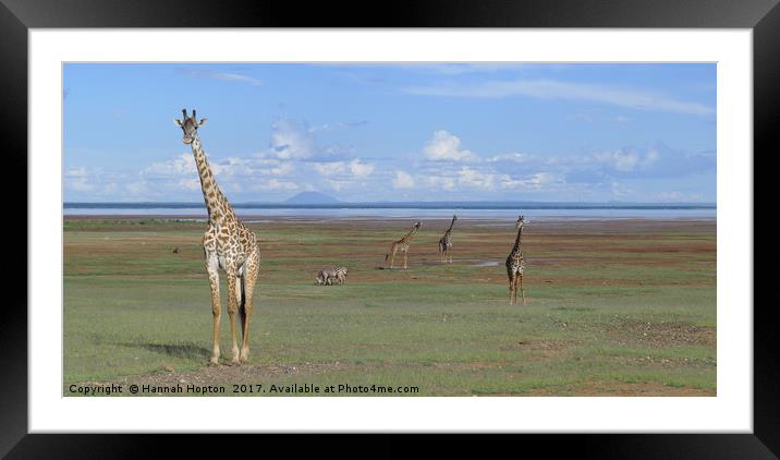 Giraffe standing tall by Lake Manyara Framed Mounted Print by Hannah Hopton