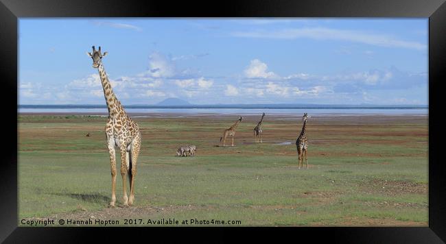 Giraffe standing tall by Lake Manyara Framed Print by Hannah Hopton