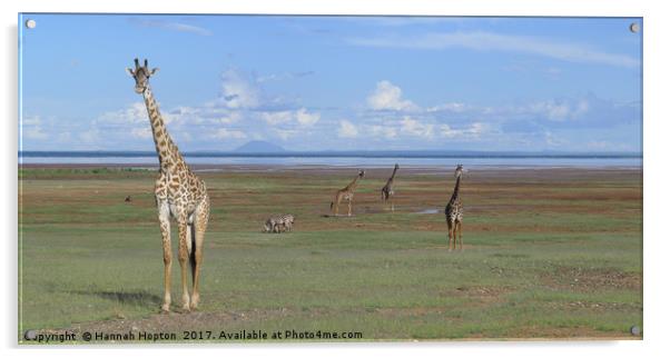 Giraffe standing tall by Lake Manyara Acrylic by Hannah Hopton