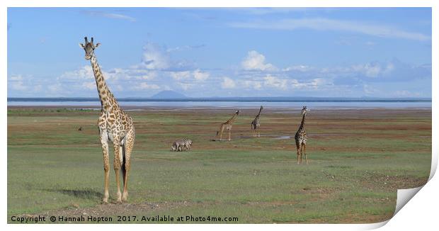 Giraffe standing tall by Lake Manyara Print by Hannah Hopton
