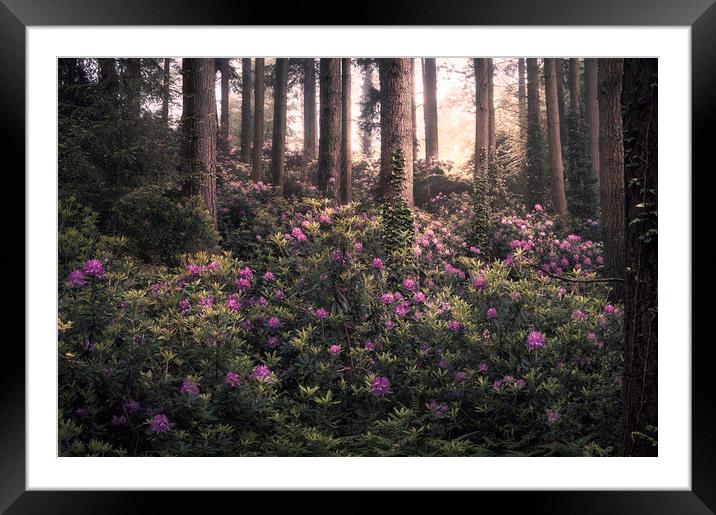 Woodland Bloom Framed Mounted Print by Chris Frost