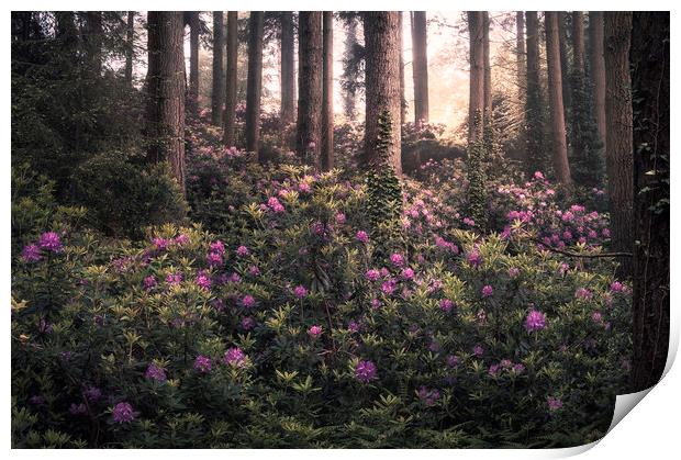 Woodland Bloom Print by Chris Frost