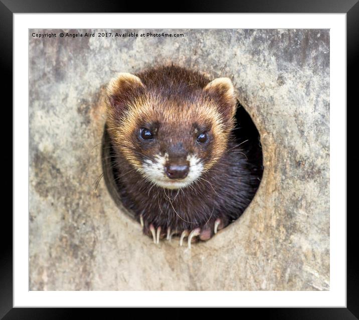 Polecat. Framed Mounted Print by Angela Aird