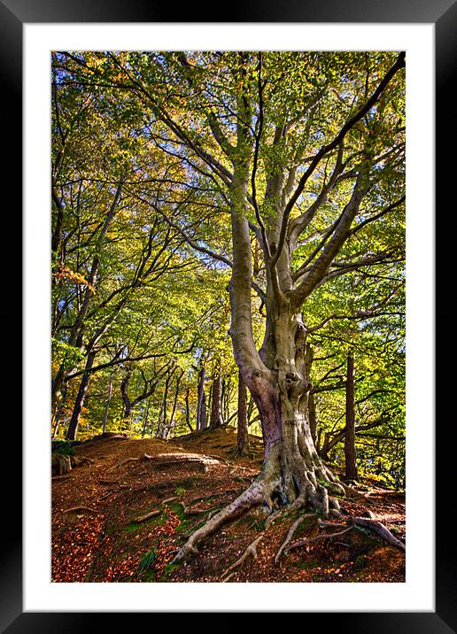 Root & Twig, Cong Burn Woodland Framed Mounted Print by David Lewins (LRPS)