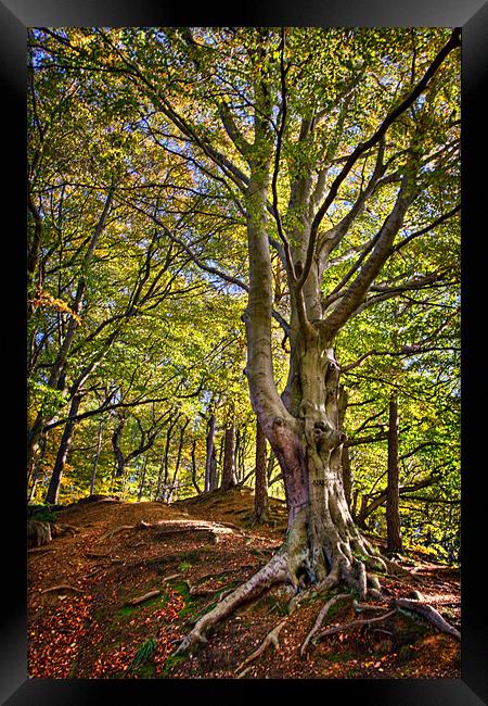 Root & Twig, Cong Burn Woodland Framed Print by David Lewins (LRPS)