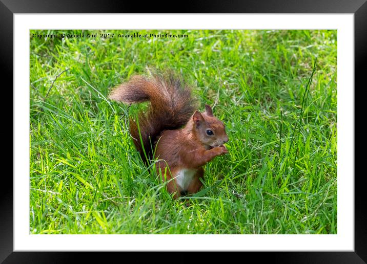  Red Squirrel. Framed Mounted Print by Angela Aird