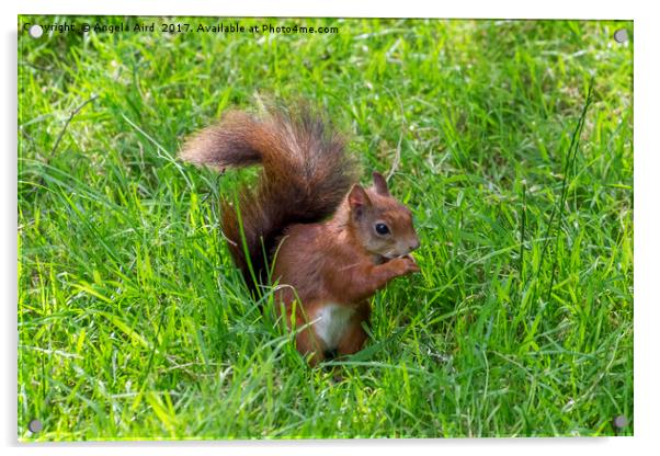  Red Squirrel. Acrylic by Angela Aird