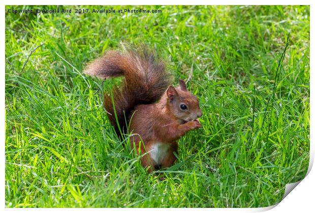  Red Squirrel. Print by Angela Aird
