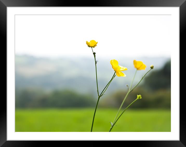 Buttercups On The Moors Framed Mounted Print by Simon Friend