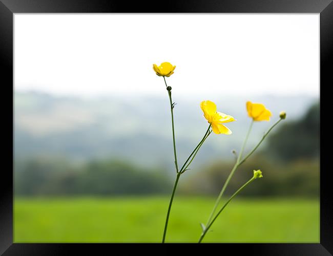 Buttercups On The Moors Framed Print by Simon Friend