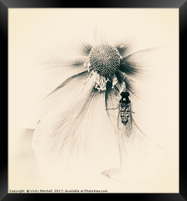Wasp on Flower Framed Print by Vicky Mitchell