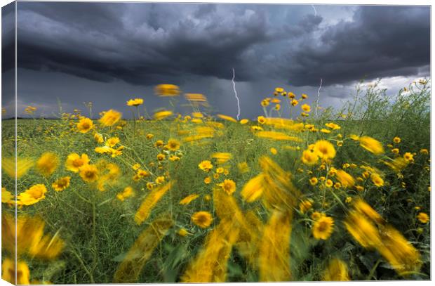 Monsoon lightning with flowers  Canvas Print by John Finney