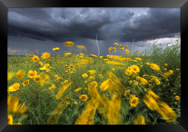 Monsoon lightning with flowers  Framed Print by John Finney