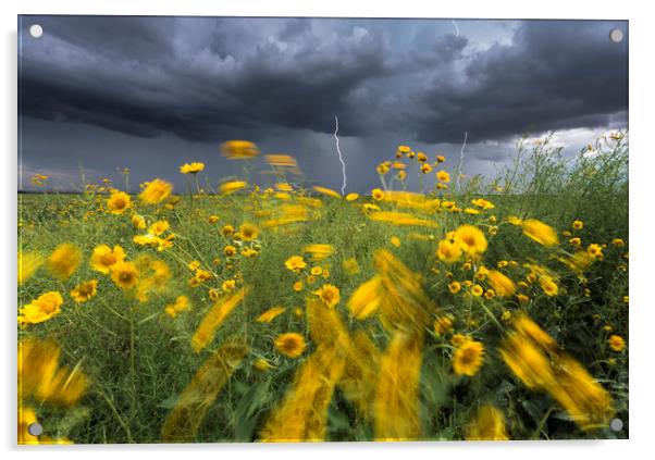 Monsoon lightning with flowers  Acrylic by John Finney