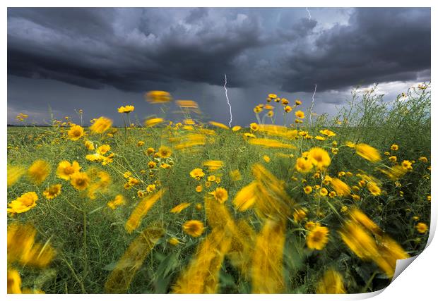 Monsoon lightning with flowers  Print by John Finney