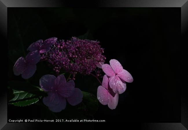 Pink flower in the shadows Framed Print by Paul Piciu-Horvat