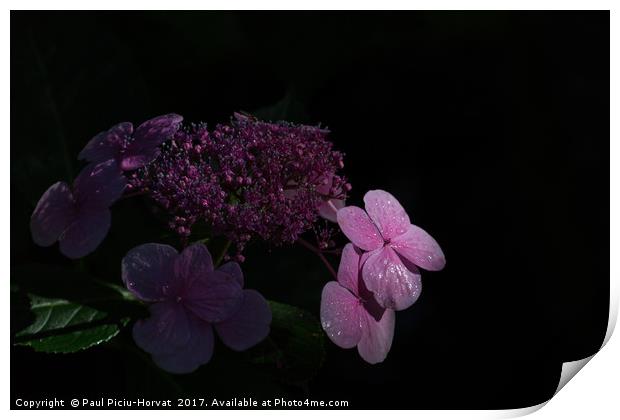 Pink flower in the shadows Print by Paul Piciu-Horvat