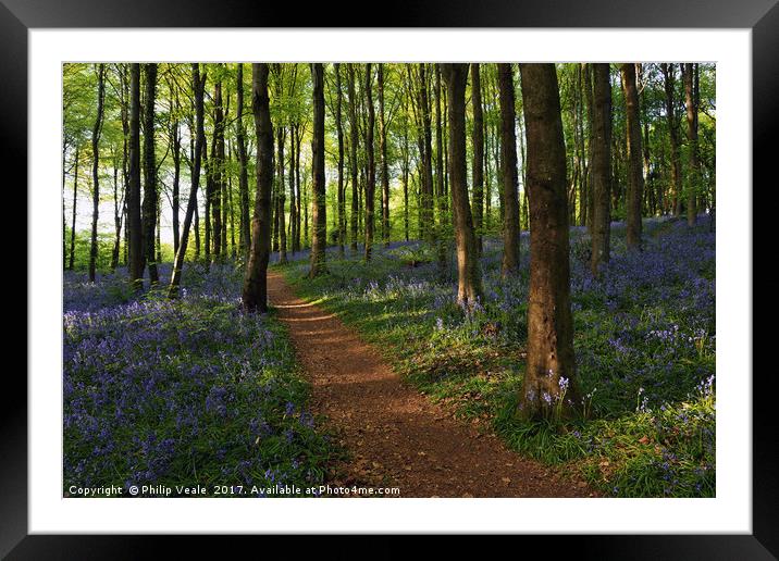 Bluebells Bloom at Coed Cefn. Framed Mounted Print by Philip Veale