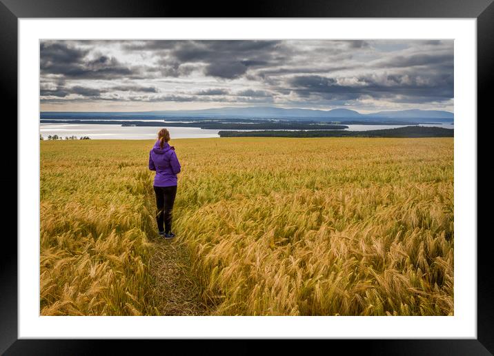 Fields of Gold Framed Mounted Print by Hamperium Photography