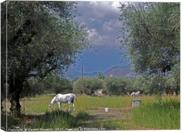 Horses in Zante Greece Canvas Print by Carmel Fiorentini