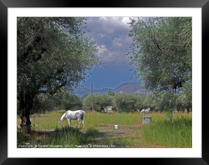 Horses in Zante Greece Framed Mounted Print by Carmel Fiorentini