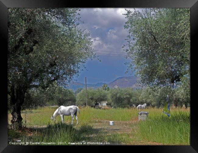 Horses in Zante Greece Framed Print by Carmel Fiorentini