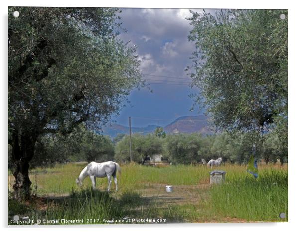 Horses in Zante Greece Acrylic by Carmel Fiorentini